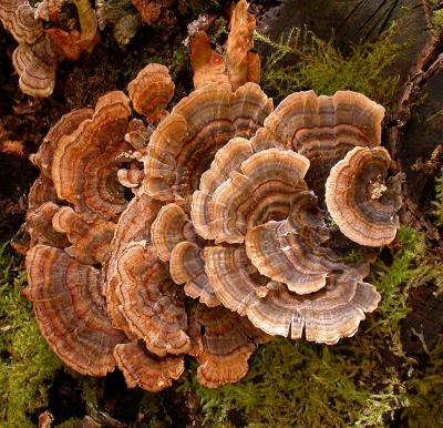 Turkeytail fungi