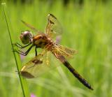 Calico Pennant - side view