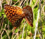 Great Spangled Fritillary butterflies