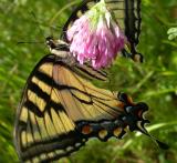 Tiger Swallowtail with badly torn wings