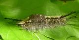 Dasychira caterpillar -- at rest  (Perhaps D. vagans ??)