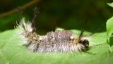 Dasychira caterpillar -- on the move  -- (perhaps D. vagans ??)