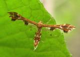 Pterophoridae --  (Plume moth)