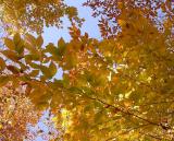 Beech leaves
