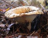 mushroom -- <i>Russula sp. ?</i>