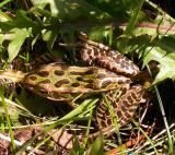 Leopard frog -- <i>Rana pipiens</i>