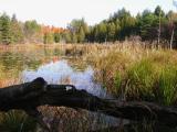 marsh at Mill Pond