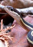 Thamnophis sauritus septentrionalis