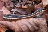 Thamnophis sauritus septentrionalis