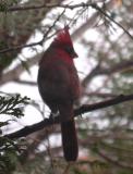 Cardinal