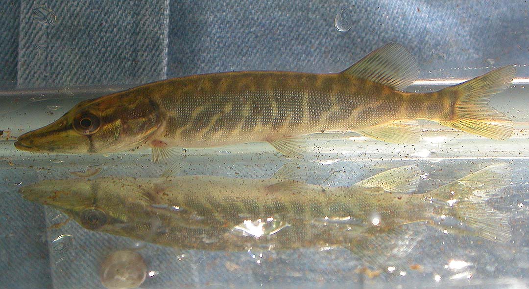 young Muskellunge from Kings Creek