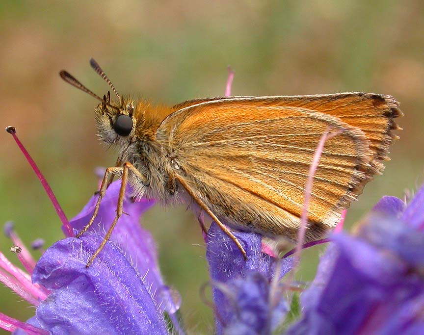 European Skipper on Vipers Bugloss flowers