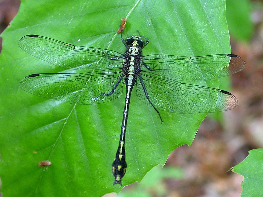 Black-shouldered Spinyleg -- <i>Dromogomphus spinosus</i>