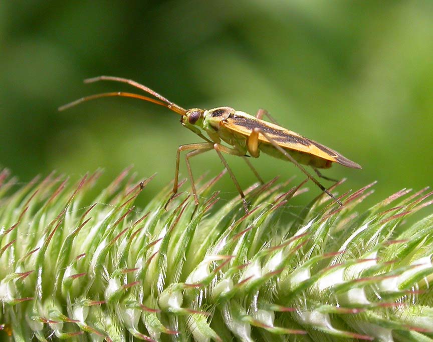 Stenotus binotatus -- on Timothy grass seedhead - view 2