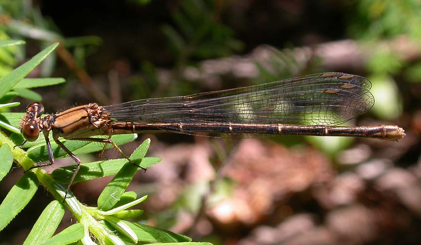 Powdered Dancer -- female (brown colour form)