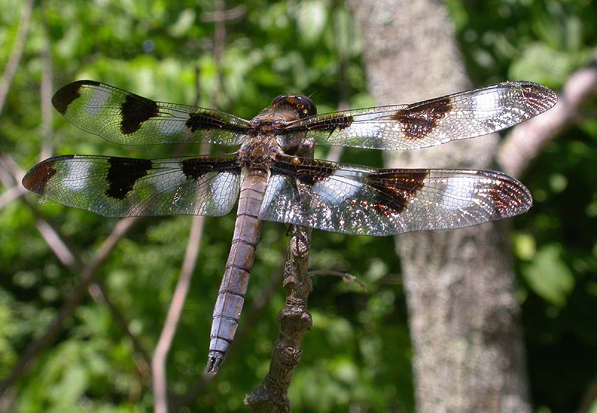 Twelve-spotted Skimmer