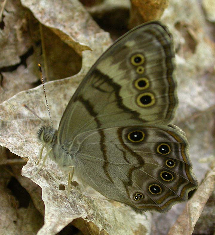 Northern Pearly Eye