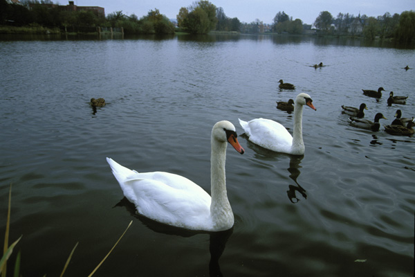 Telc Duck Pond