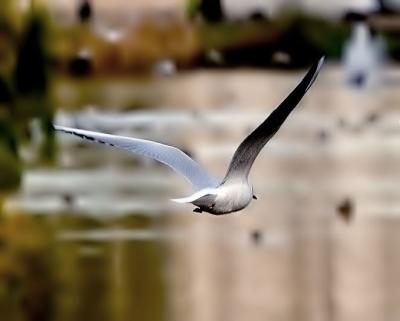 V iew of a bird