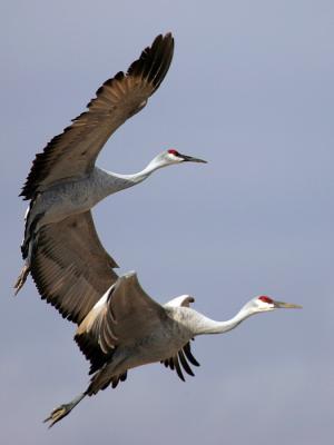 Flying E *