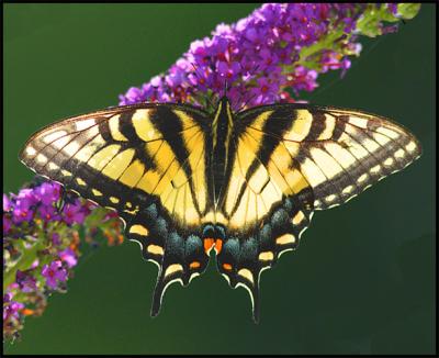 W Wonderful Butterfly *