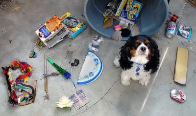 6th Place(Tie)BAD dog ! johnebones