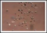 <b>Float Stones*<b> <br><i>by Alfonso Bastias</i>
