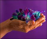 <b>Flower Offerings</b><br><i>by Vikas</i>
