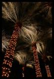 <b>10th Place</b><br><i>Role Reversal *<br>by  Ed Hahn</i>