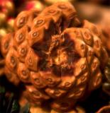 <b>9th Place</b><br><i>Natures Number Six<br>by Brian Barnes</i>