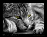 <B>Guarded Comfort</B>