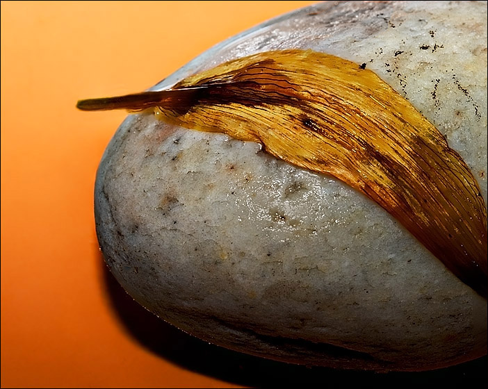 <b>Stone, Water, Dried Petal <br>5th Place</b><br><i>by Vikas</i>