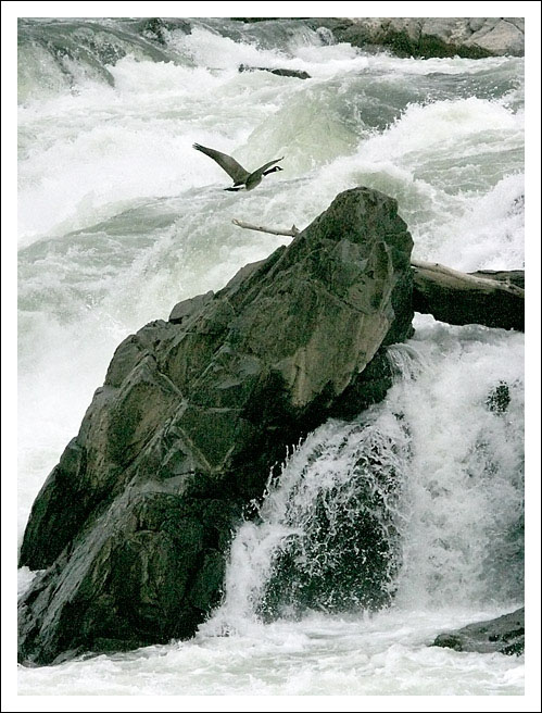 Flying Upstream