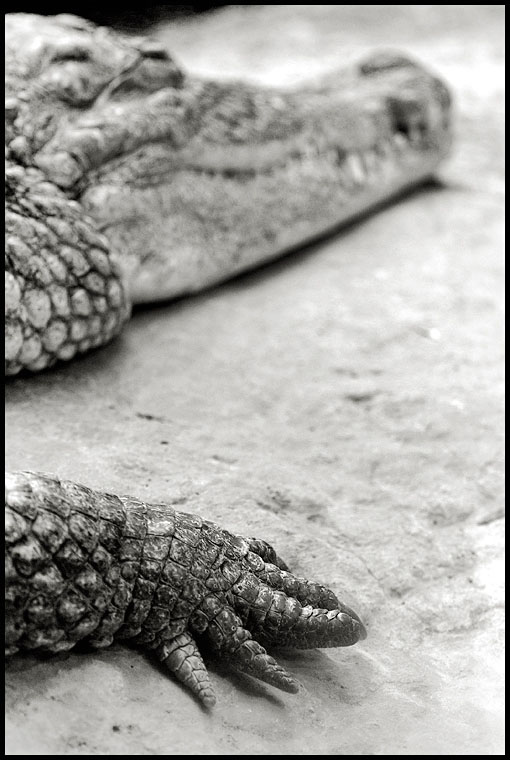 <b>Reptile Hand *</b><br>by Art 2