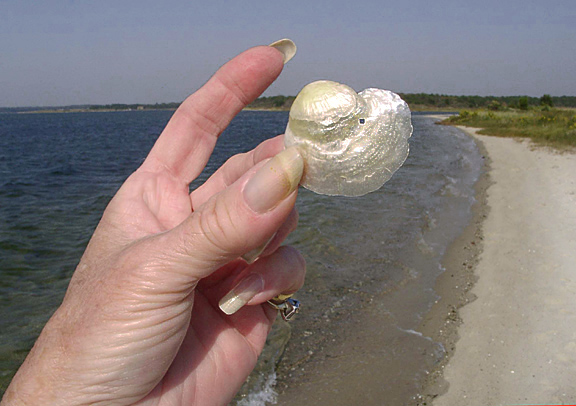 Shore Token*