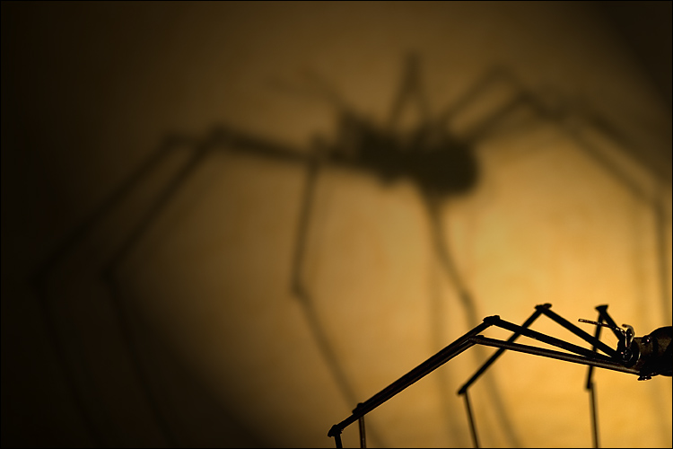 <b>7th Place</b><br>Arachnophobia (*)<br><i>by Tracy Ferro</i>