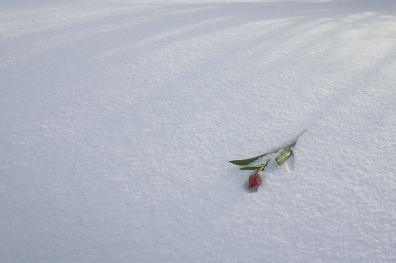 Tulip in snow