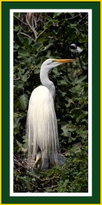 Great Egret*  by Tim Rucci