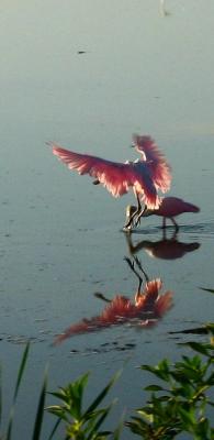 Spoonbill *