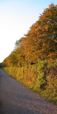 Autumn hedge*