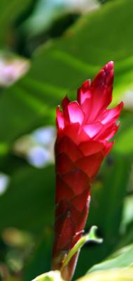 Hawaiian Red  *