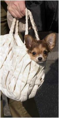 Doggy bag