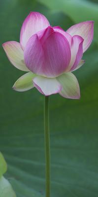Lotus Rising