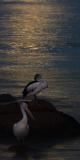 Moonlight and Pelicans  *