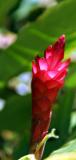 Hawaiian Red  *