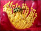 Yellow Jacket (*)