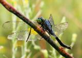 Dragonfly *