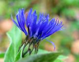 Blue *