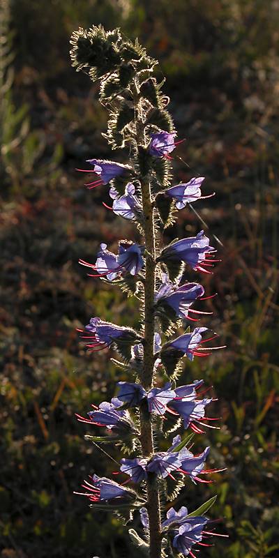 Echium vulgare*
