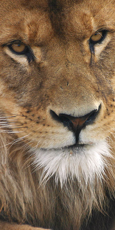 Lion up  *